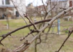 Санитарная обрезка деревьев