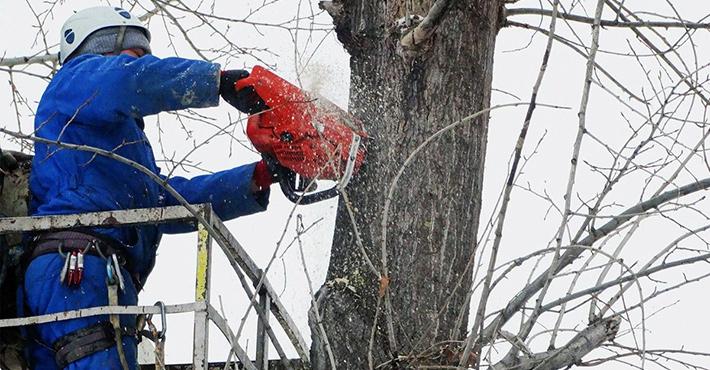 Спил тополей с автовышки в Красногорске