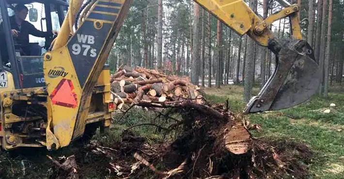 Удаление опасных насаждений трактором в поселке Отрадное