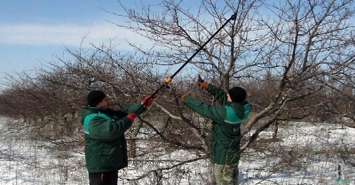 Омолаживающая обрезка вишни и декоративных яблонь на участке в Ивановском